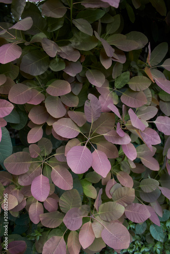 Cotinus coggygria shrub close up