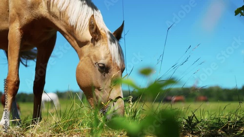 Palomino horse grazing on green meadow. Animal eating grass in rural landscape on sunny day. Livestock farming and pasture scenery in nature outdoor environment.