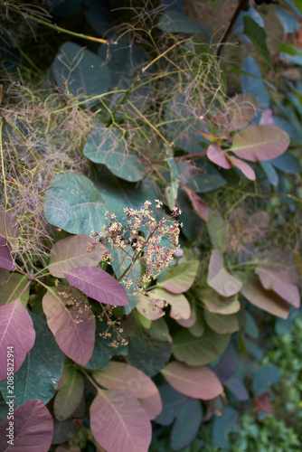Cotinus coggygria shrub close up