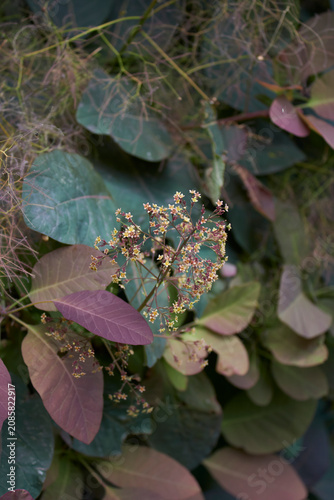 Cotinus coggygria shrub close up