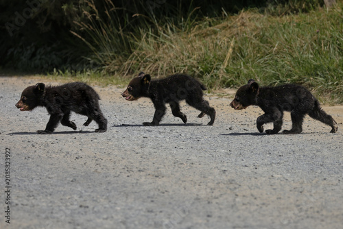 Cutest Ever Three Little Bears Cubs Crossing the Road 