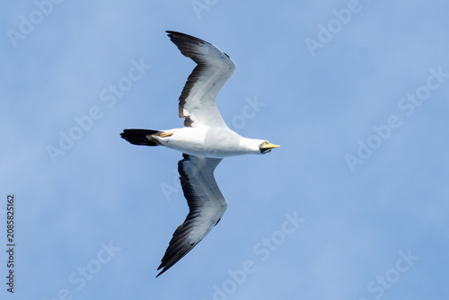 Fotografie Masked booby (Sula dactylatra) in flight, off the coast of Ascension Island, in