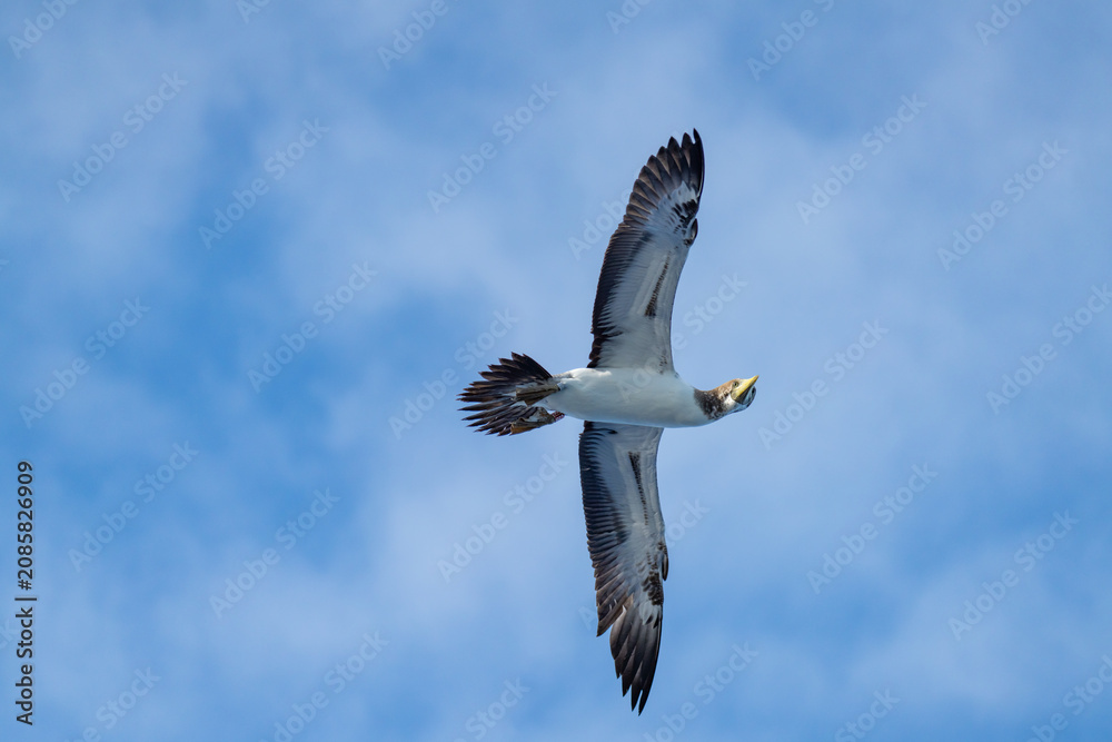 Obraz premium Juvenile masked booby (Sula dactylatra) in flight, off the coast of Ascension Island, in the South Atlantic Ocean
