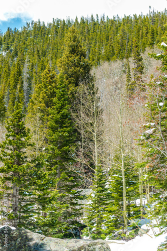 Pine forest in winter at Rocky Mountain National Park