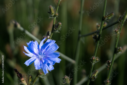 Fotografie blue cornflower in a geen field with buds and stems.