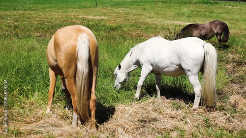 Group of horses grazing in a green summer meadow. Domestic animals eating fresh grass on a sunny pasture. Rural farming life with livestock in open countryside.