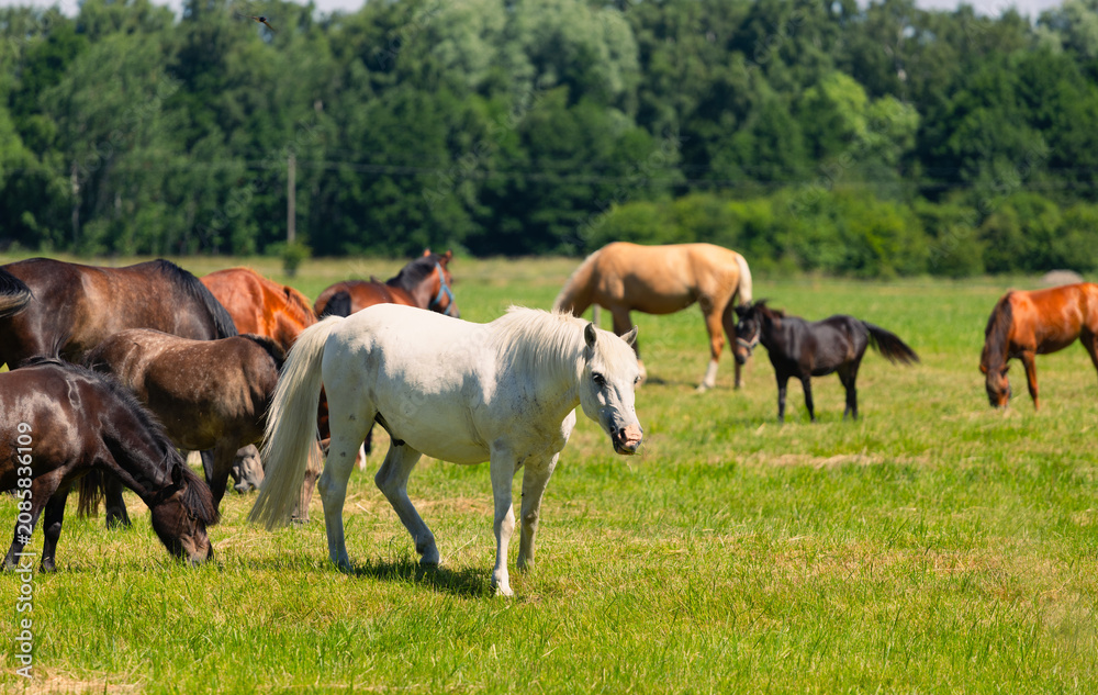 Obraz premium Group of horses grazing in a green summer meadow. Domestic animals eating fresh grass on a sunny pasture. Rural farming life with livestock in open countryside.