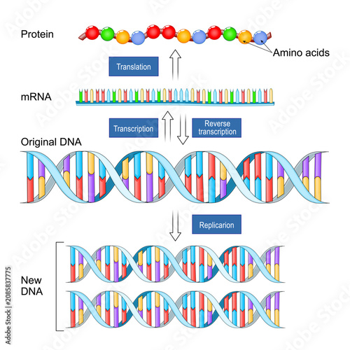 DNA replication, transcription, reverse transcription and translation. Protein synthesis