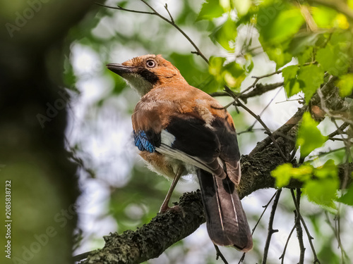 Foto This is the offspring of a jay (Garrulus glandarius) in the forest