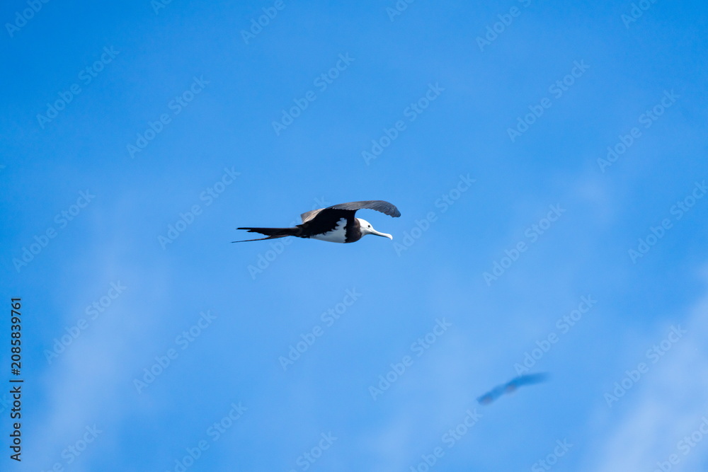 Obraz premium Ascension Island frigatebird (Fregata aquila) in flight, off the coast of Ascension Island, in the South Atlantic Ocean