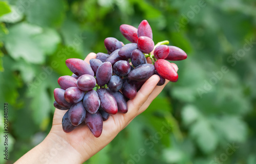 A large bunch of blue grapes in a girl's hand. Caring for grape bushes. Pinching and pruning grapes.
