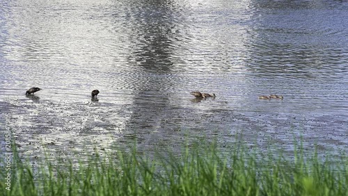 Tranquil scene of a wild duck family with ducklings foraging for food in the muddy waters of a serene river on a peaceful afternoon