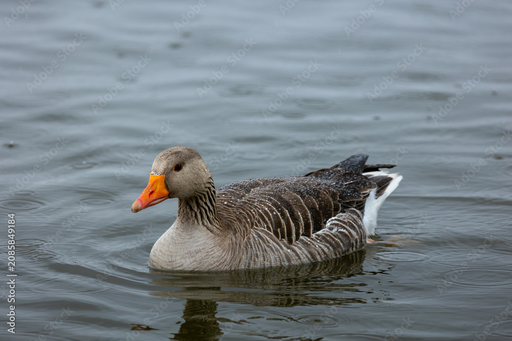 Fototapeta premium goose on the water