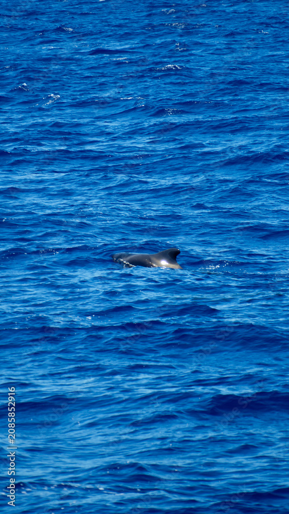 Fototapeta premium Dolphin Emerges In Tranquil Waters, Vast Ocean Environment Showcasing Exploration And Preservation Efforts