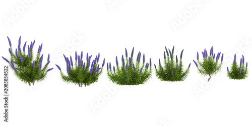 Collection of Echium plants on transparent background