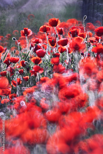 Vibrant red poppy field art in full color rural landscape