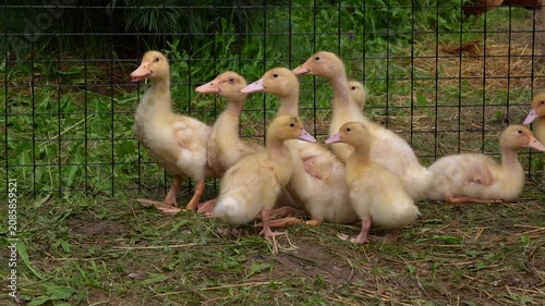 Flock of yellow little ducklings in aviary in countryside. Poultry, agriculture, farming. Subsistence farming
