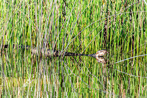 Konstfotografi Water moccasin