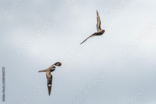 Night Hawks in flight