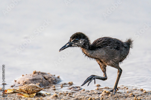 Clapper Rail Chick
