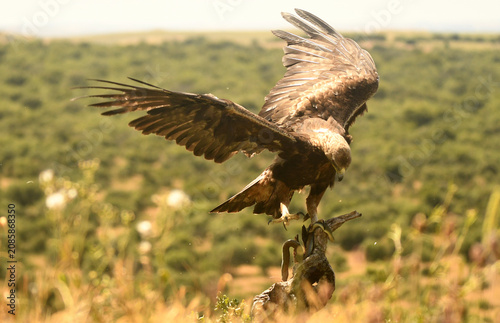 aguila real adulta en la sierra abulense.Avila.España