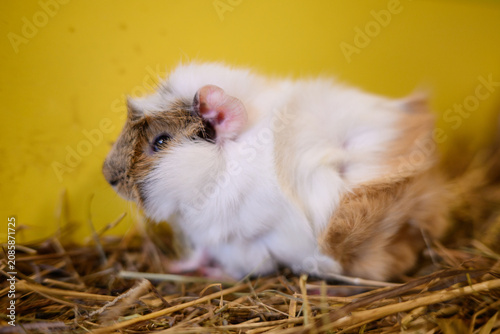 Tableau sur toile Detailed side view portrait of a rosetted Abyssinian guinea pig on dry hay