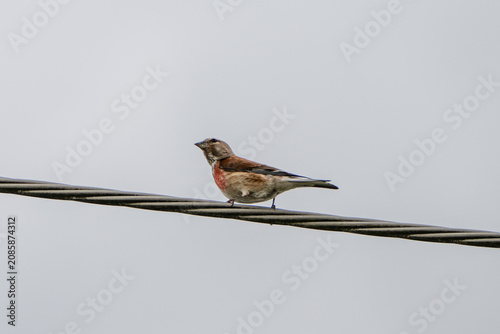 Schilderij op canvas A small, brown and grey common linnet with a distinctive reddish breast perches on a twisted metal wire against a plain, overcast sky