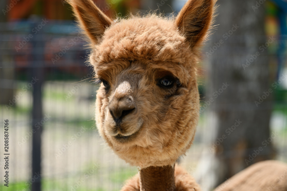 Fototapeta premium Cute brown Huacaya alpaca head close up. Funny furry animal muzzle portrait petting zoo, agriculture farm and livestock breeding wool industry concept, animal welfare