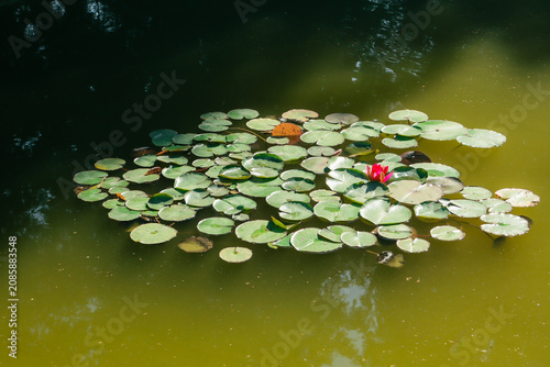 Fotografie A Cluster of Lilypads in a Pond