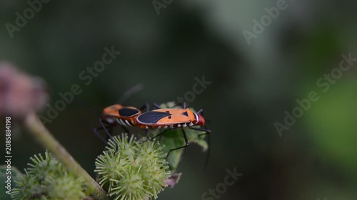 red bug on a yellow flower