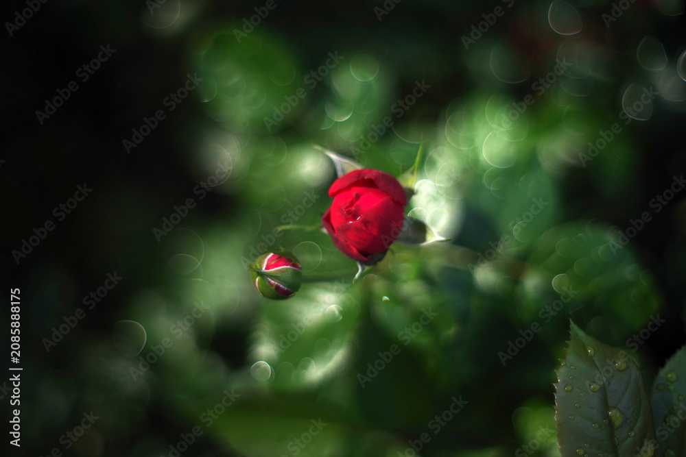 Fototapeta premium A red rosebud glows after the rain, surrounded by shimmering water-drop bokeh, creating a dreamy garden scene with soft light and rich green foliage. Selective focus.