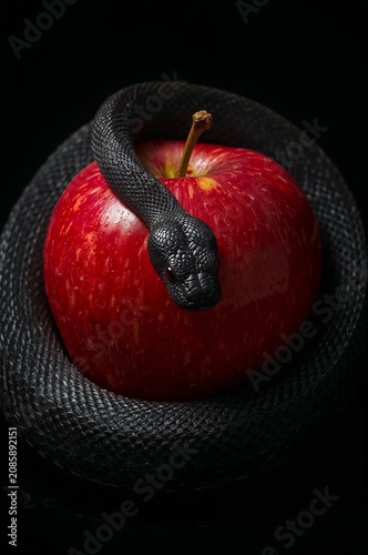Snake Rests Around a Red Apple on a Dark Background in This Unique Display of...