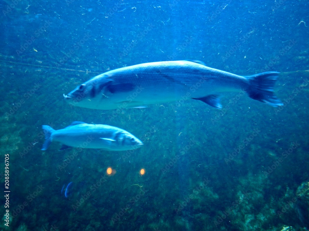 Fototapeta premium fishes, wanderful, beautiful, aquaticworld, water