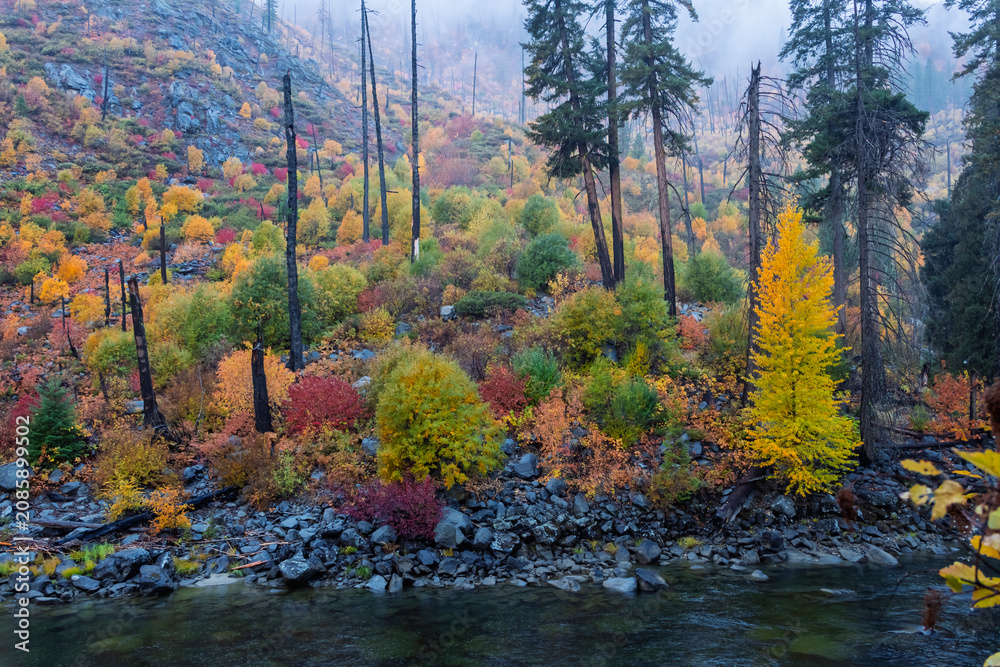 Fototapeta premium Autumn forest growing along mountain river after fire