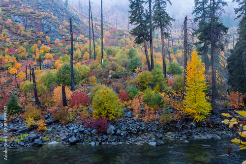Autumn forest growing along mountain river after fire