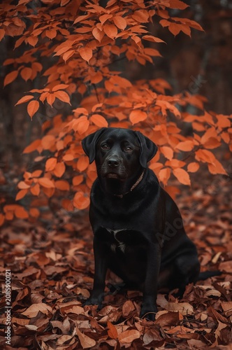 Black Dog Sits in Front of Orange Leaves in Autumn Forest During a Cloudy Day