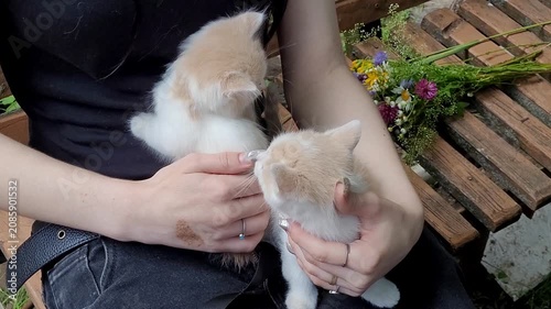 The girl plays with two cute kittens, holds them on her knees. Friendship between a person and a pet