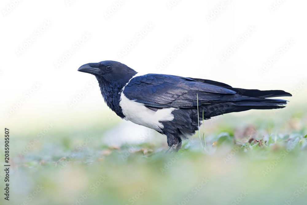 Fototapeta premium An adult pied crow (Corvus albus) on the ground.