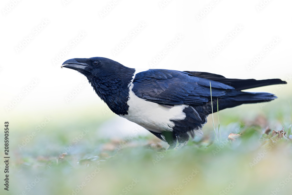 Fototapeta premium An adult pied crow (Corvus albus) on the ground.