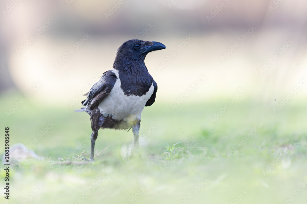 Fototapeta premium A young pied crow (Corvus albus) on the ground.
