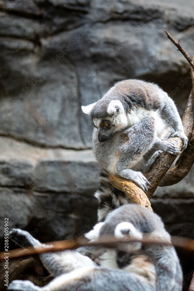 Fototapeta premium Two ring-tailed lemurs rest on a tree branch in front of a rocky background.