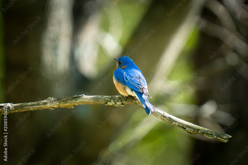 Fototapeta premium A bright blue bird with an orange chest perches on a weathered branch against a blurred green and dark background.