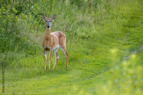 A deer stands in a grassy field, looking towards the camera.