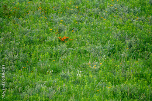 A field of lush green grass dotted with small yellow and orange wildflowers.