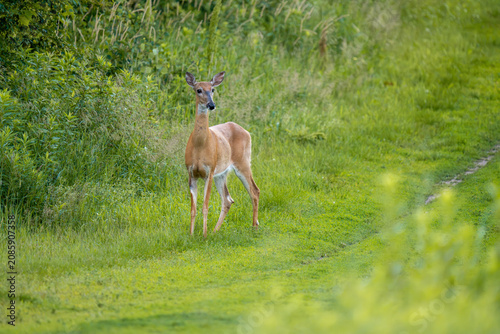 A deer stands in a grassy field next to a line of trees.