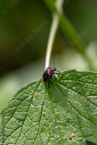 A black and red bug rests on a textured green leaf.