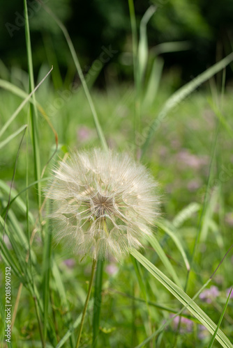A large, fluffy dandelion seed head stands tall amidst green grass and blurred purple flowers.