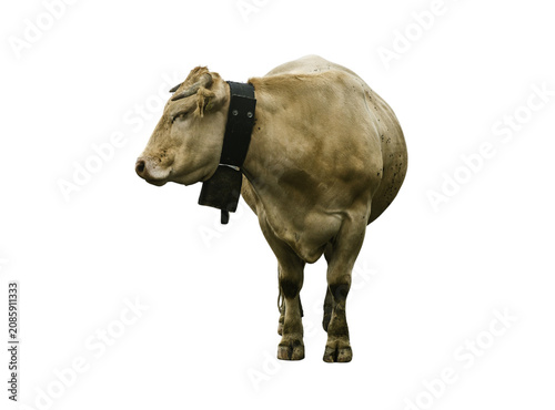 Single dairy cow standing isolated against a white background with a bell around its neck farming industry cattle farming farm animal husbandry rural life livestock