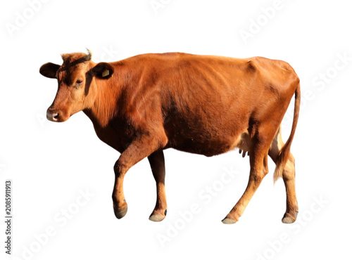 Full body side view of a brown cow isolated against a plain white background with livestock agriculture domestic ruminant countryside farmhouse standing isolated background