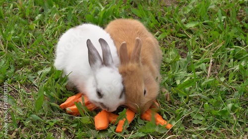 Close up of little baby rabbits eat carrots on grass in garden. Care pets. Feeding animals. Agriculture, farming